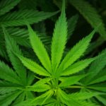 Cannabis Leaf