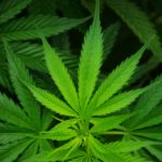 Transporting or Possessing Usable Marijuana