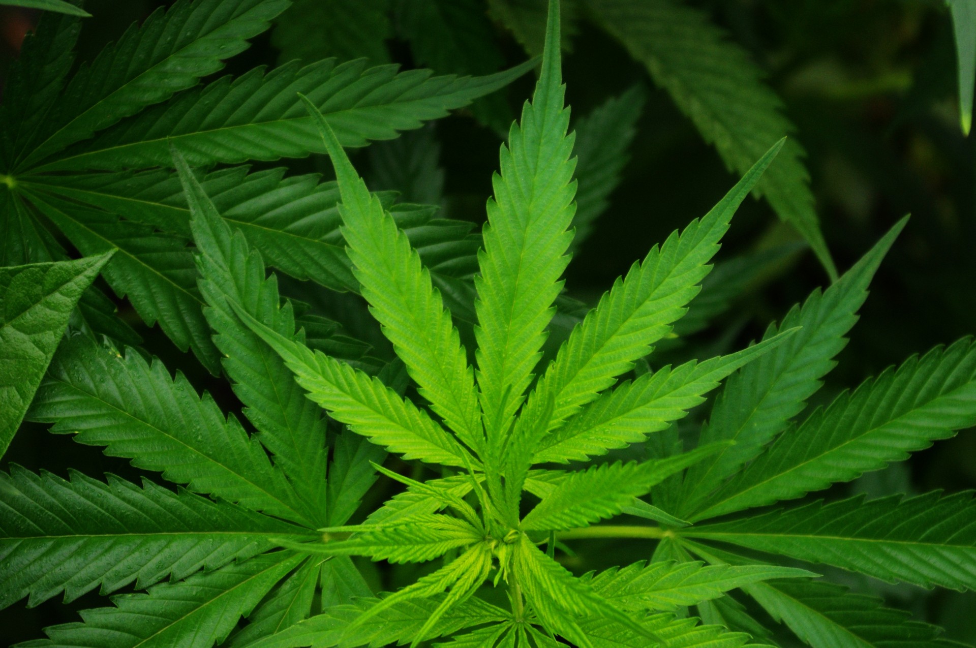 Section 8 of the Michigan Medical Marijuana Act
