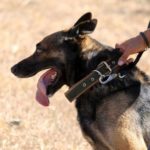 How Police Dogs are Trained how police dogs are trained