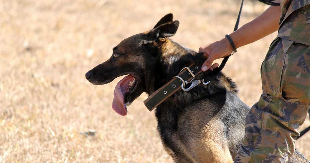 How Police Dogs are Trained and Using Them to Search and Potential Problems