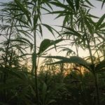 Marijuana Defense Attorneys