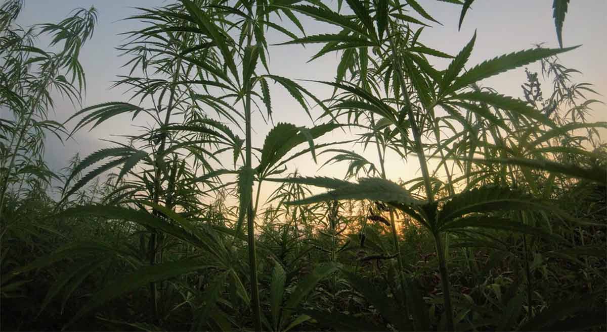 Michigan Medical Marijuana Act Defense – Is it dry or drying?