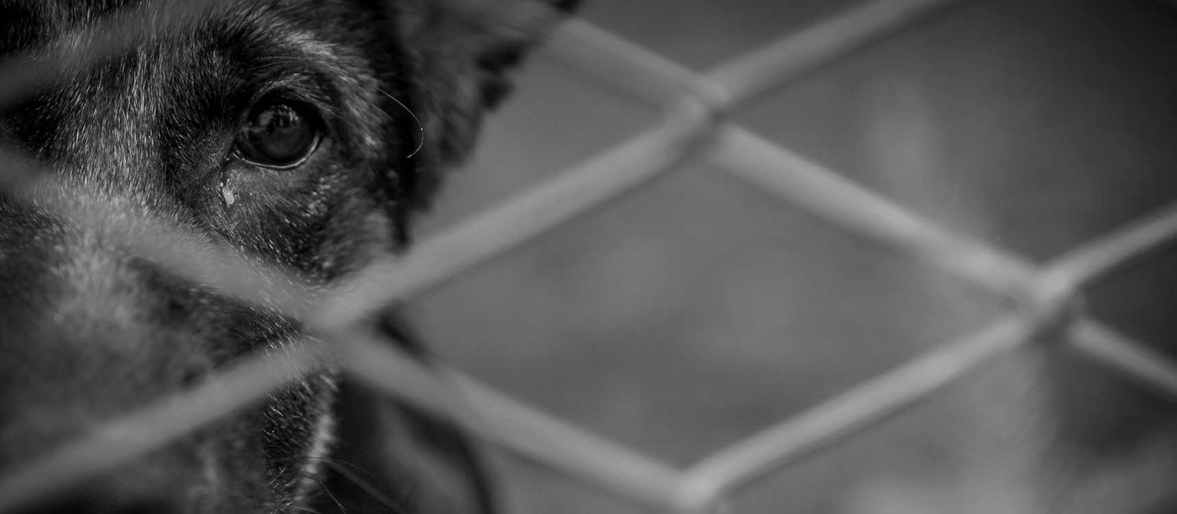 Animal Abuse Neglect Cruelty Defense Attorney (We can help you!) Animal Abuse Neglect Cruelty Defense Attorney (We can help you!)